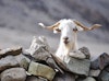 How Weaving with Cashmere Helps Others—and Could Win You a Prize Image
