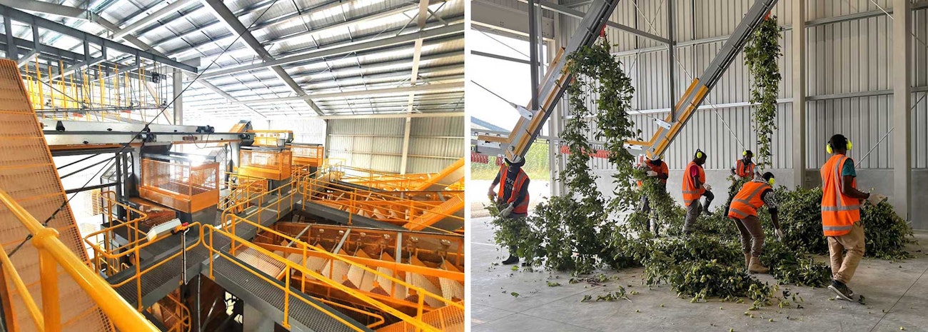 In New Zealand, Hop Revolution’s Processing Is Built for Highest ...