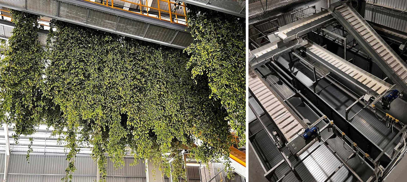 In New Zealand, Hop Revolution’s Processing Is Built for Highest ...