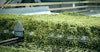 In New Zealand, Hop Revolution’s Processing Is Built for Highest Quality Image