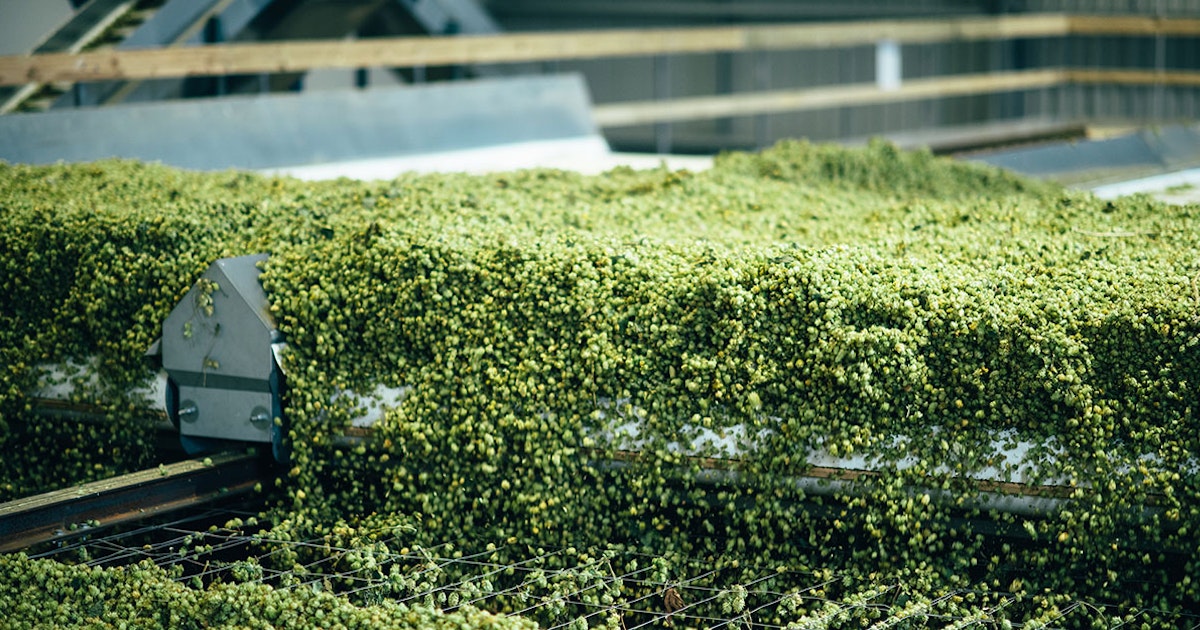 In New Zealand, Hop Revolution’s Processing Is Built for Highest ...