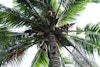 How a Coconut Company’s Quest for Quality Scores Big with Brewers Image