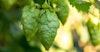 El Dorado®: The Story of How This Tropical Hop Made it in Your Beers Image