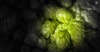 The Causes and Effects of Hop Creep—and How to Prevent It Image