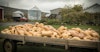 Brewing the Perfect Pumpkin Ale Image