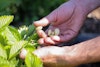 At Sierra Nevada Brewing Co. the Kitchen Garden is “Really Right Outside Our Back Door." Image