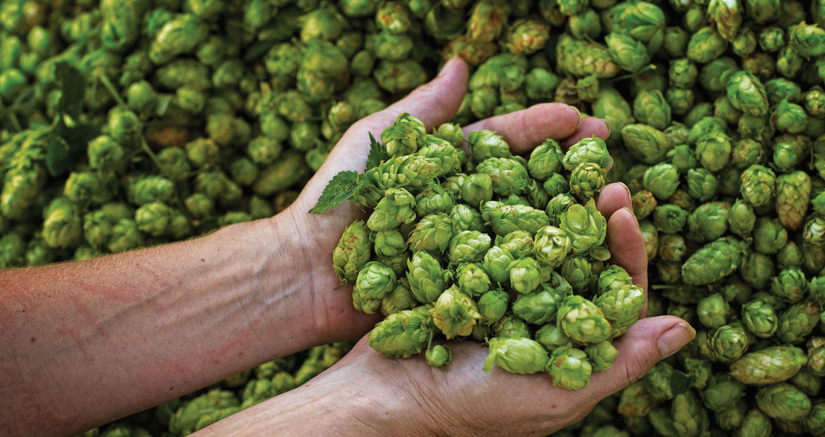 Hopランパン hopsneverdie Mサイズ www.uig.sanjuandelrio.gob.mx