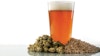 The Top-Rated IPAs at CB&B Image