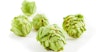 Ask The Experts: Are Hops Harmful to Dogs?  Image