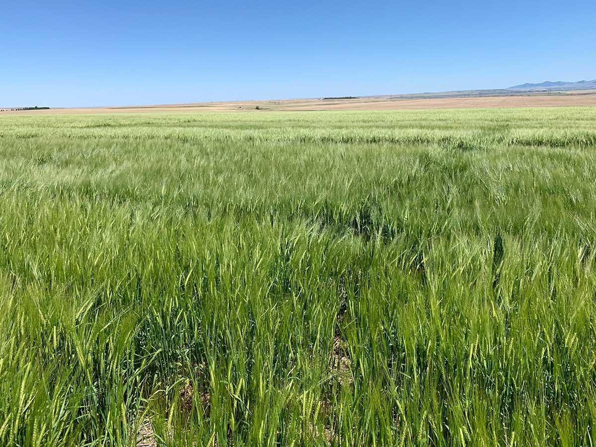 02-barley-grown-in-montana