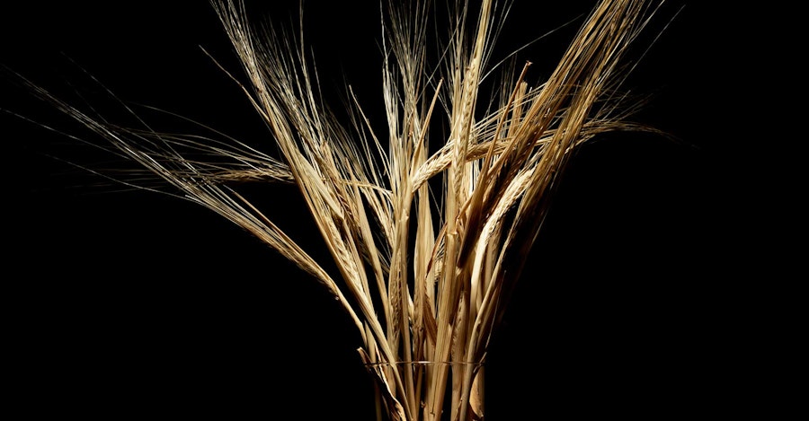 Malt Conditioning: Have Your Cake and Eat It, Too Image