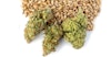 Dosing Homebrew With  Marijuana Tinctures Image