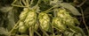 Ask the Experts: Brewing with Fresh Hops Image