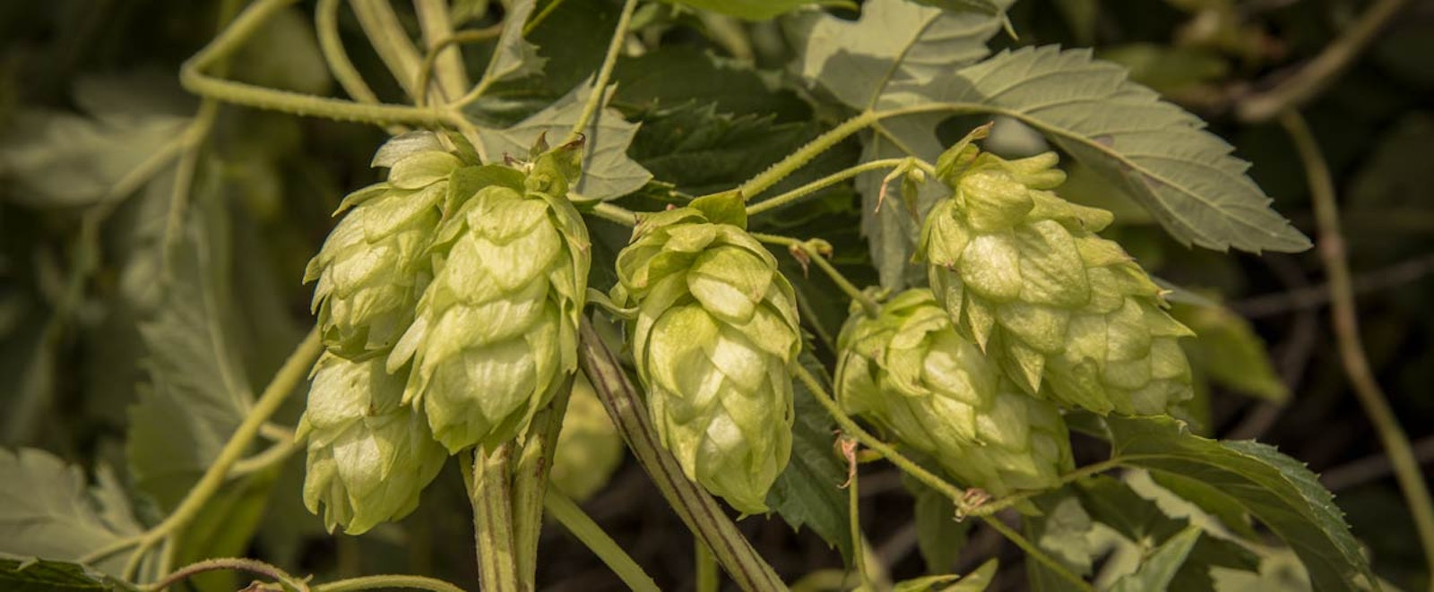 Ask the Experts Brewing with Fresh Hops Craft Beer & Brewing
