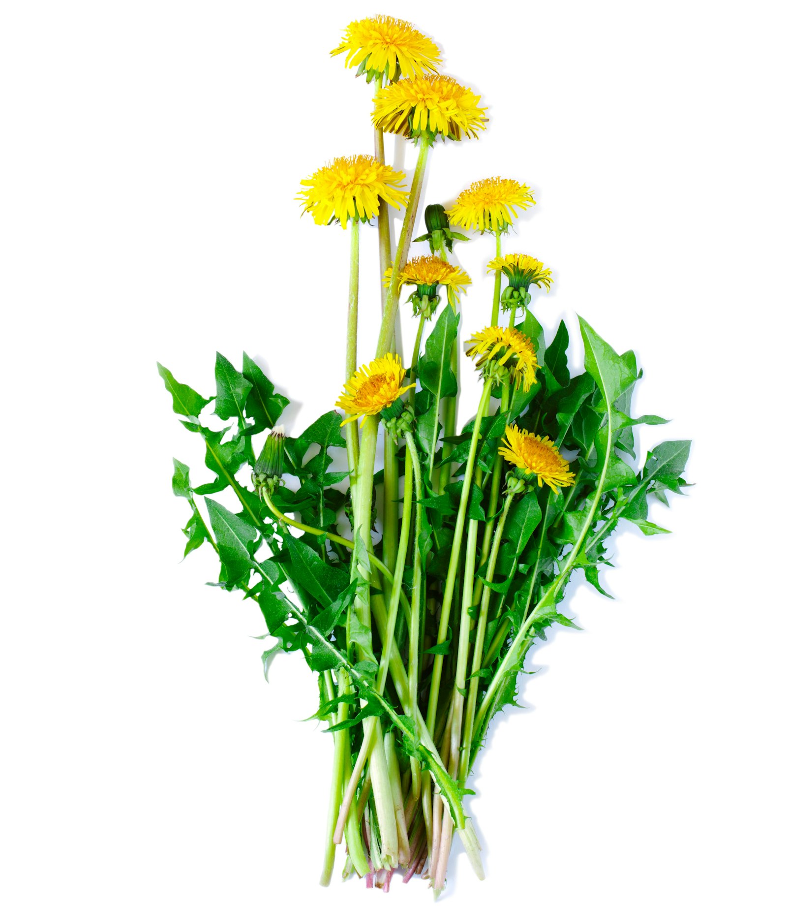 Special Ingredient: Brewing Dandelion Infused Beers with Afterthought  Brewing | Craft Beer & Brewing