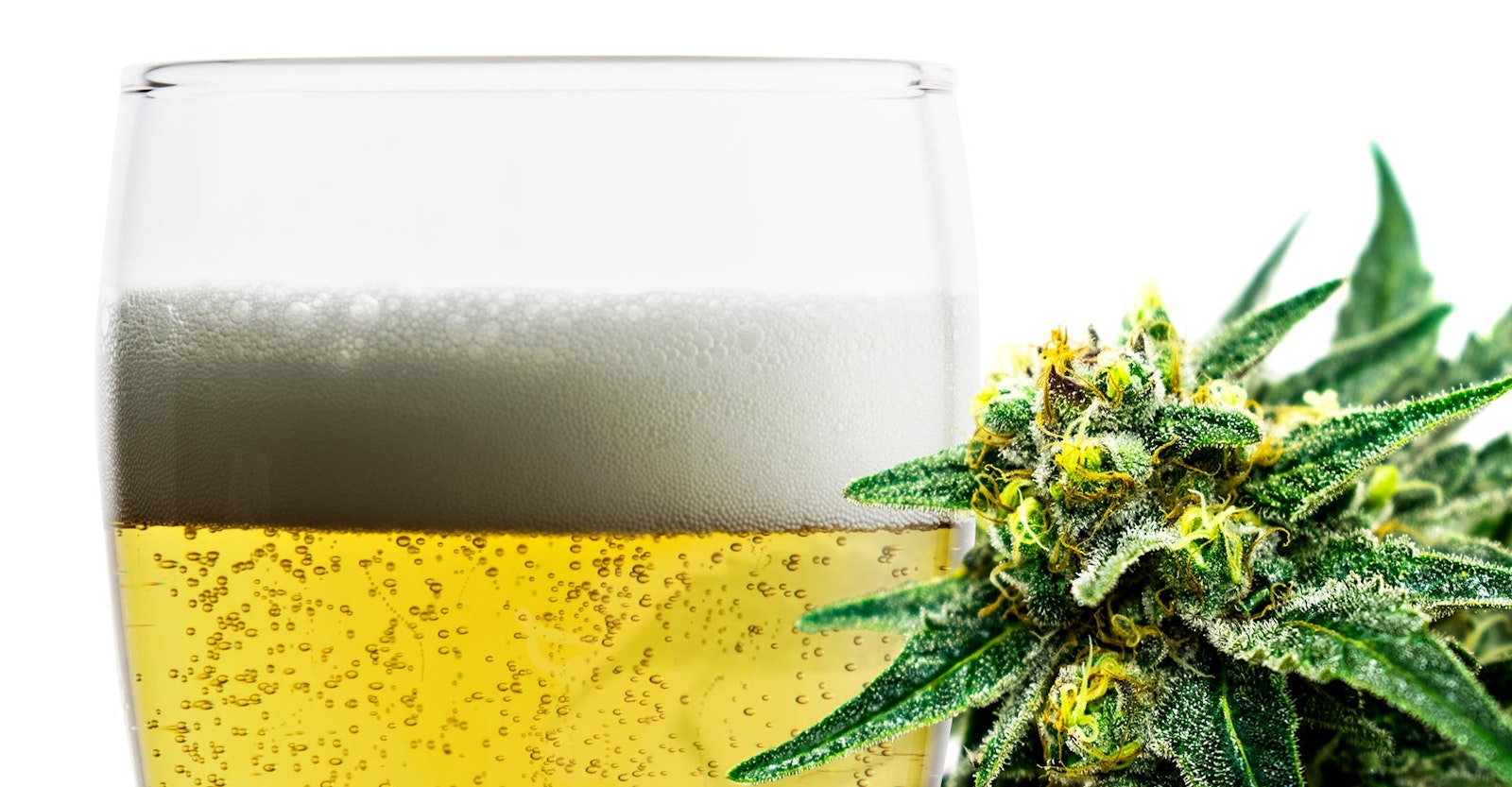 The Fusing of Beer and Marijuana (aromas mostly) is Having a Moment | Craft  Beer & Brewing