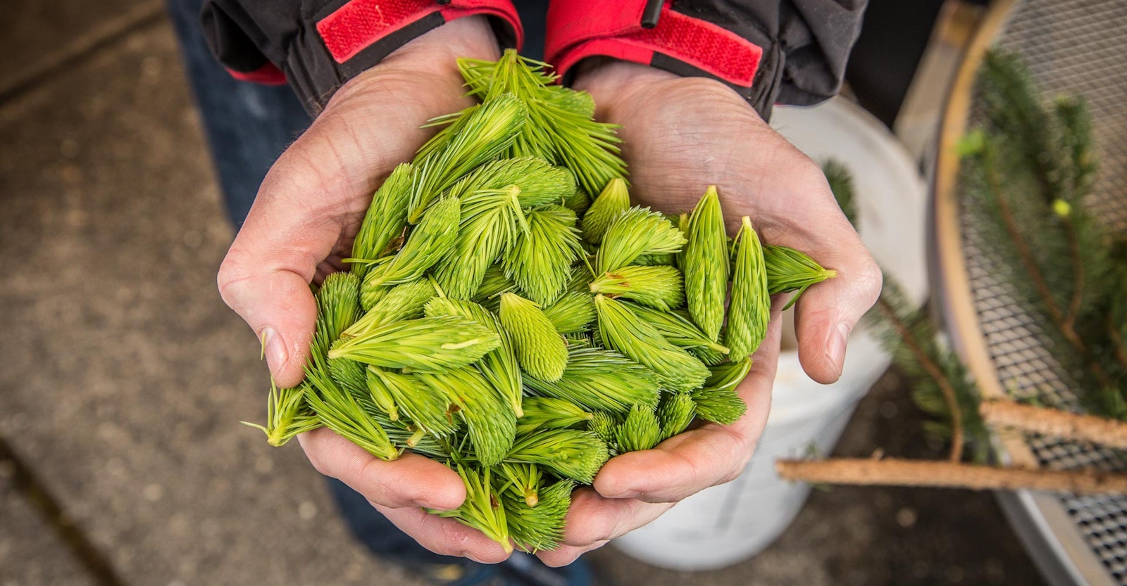 Special Ingredient Spruce Tips in Beer Craft Beer & Brewing