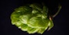 The Secret of Hops is Malt Image