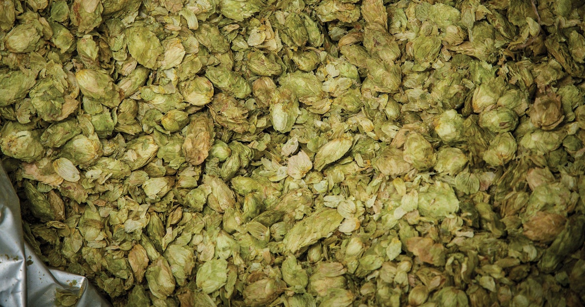 The Best Way to Use Whirlpool Hops in Homebrew