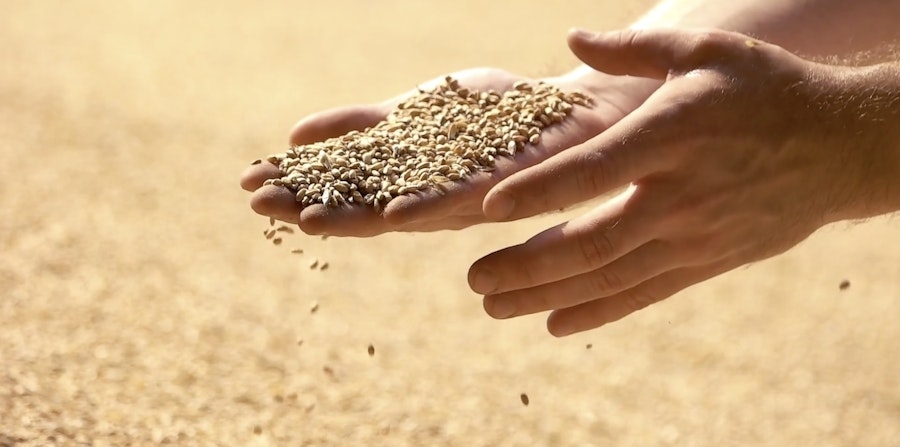 Video Tip: The Coevolution of Humans and Weissbier Image