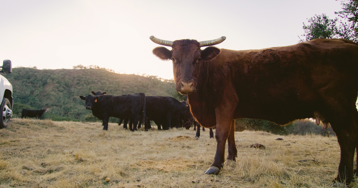 Firestone Walker Cattle