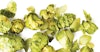 Rethinking Dry Hops: Quicker, Colder … and Better? Image