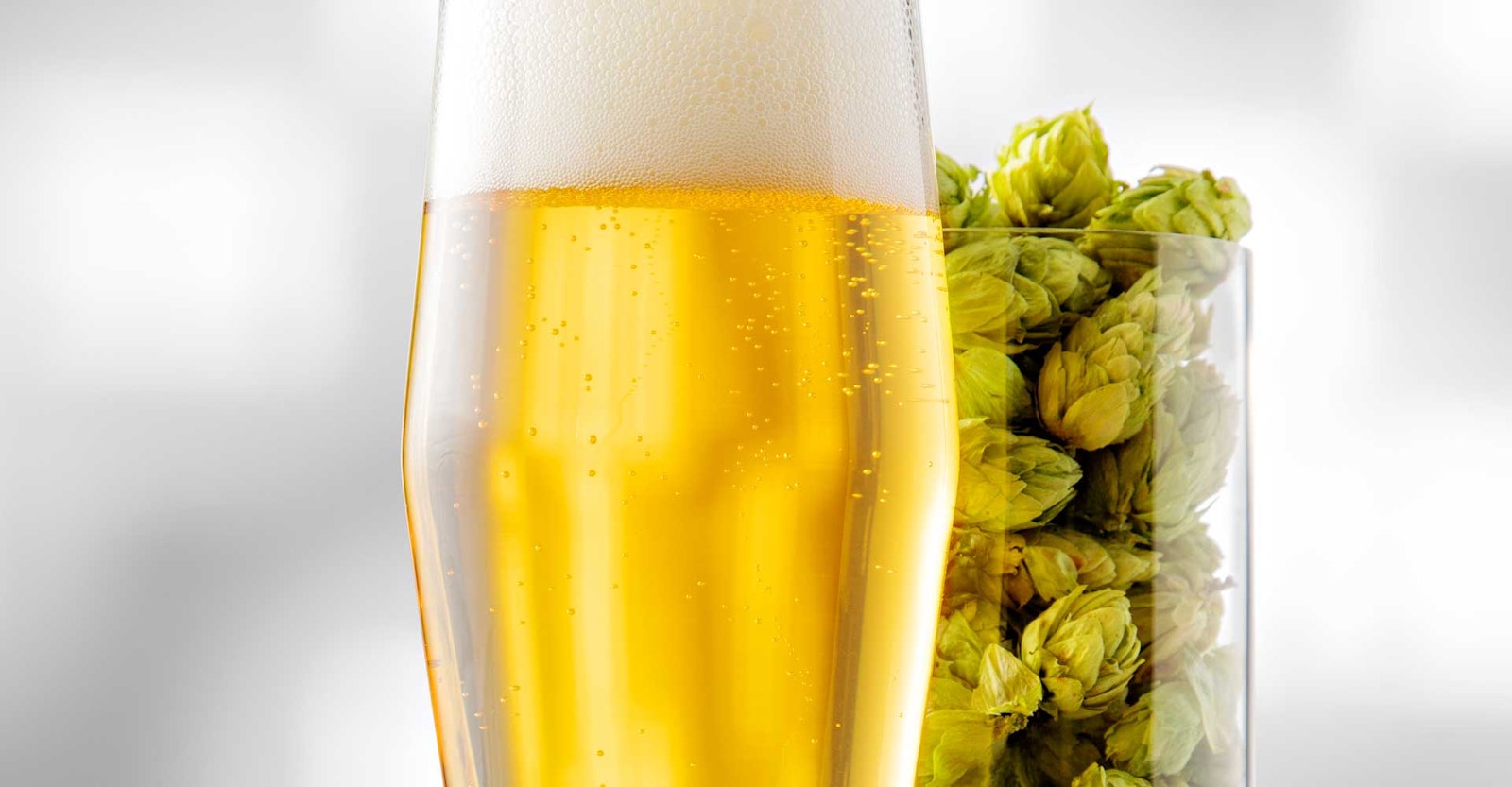 These Hops Were Made for Lager Craft Beer & Brewing