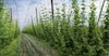 Commercially Available Hop Varieties with Reduced Carbon Footprint Image