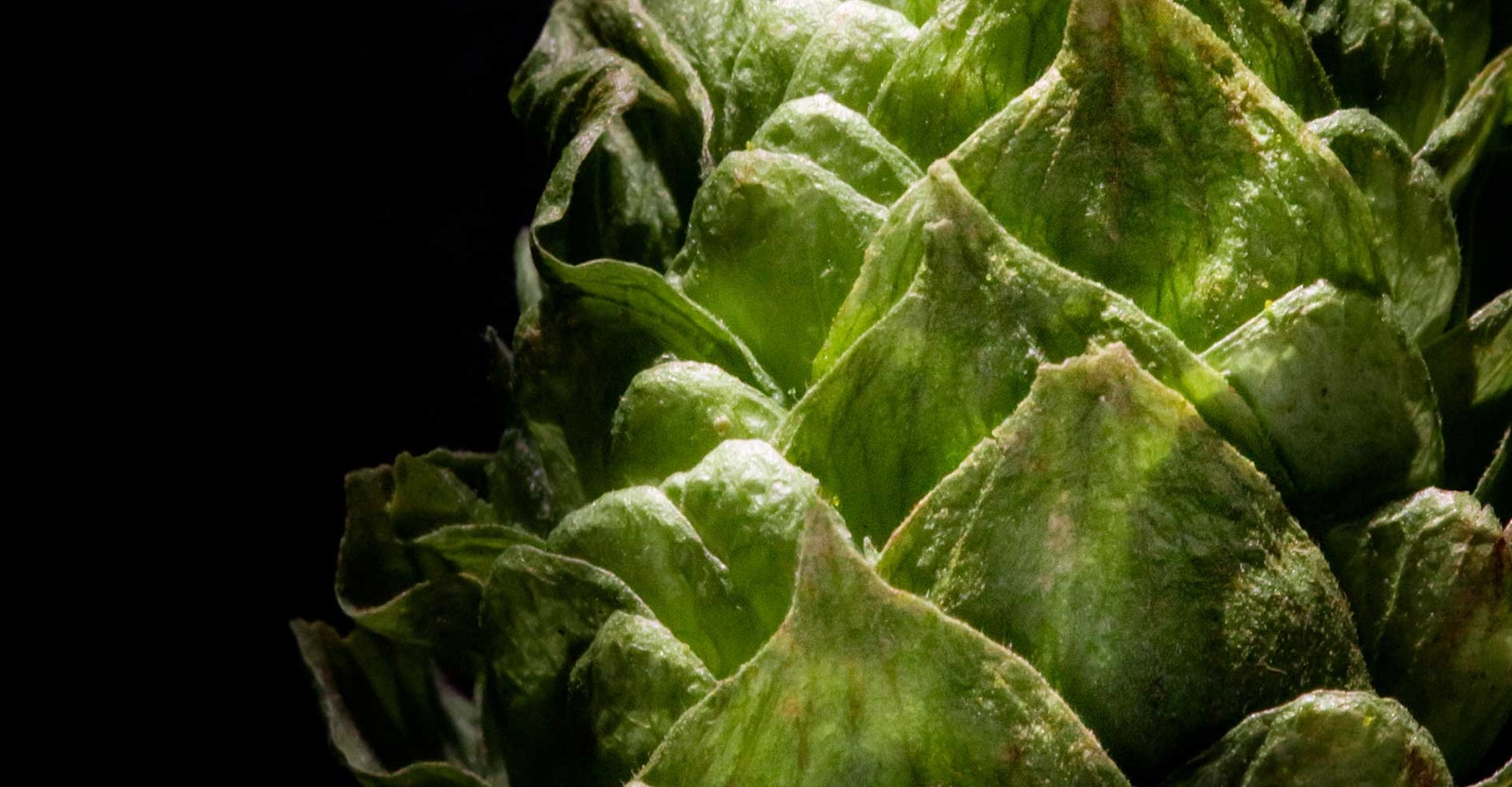 The Bitterness Problem Primary Image