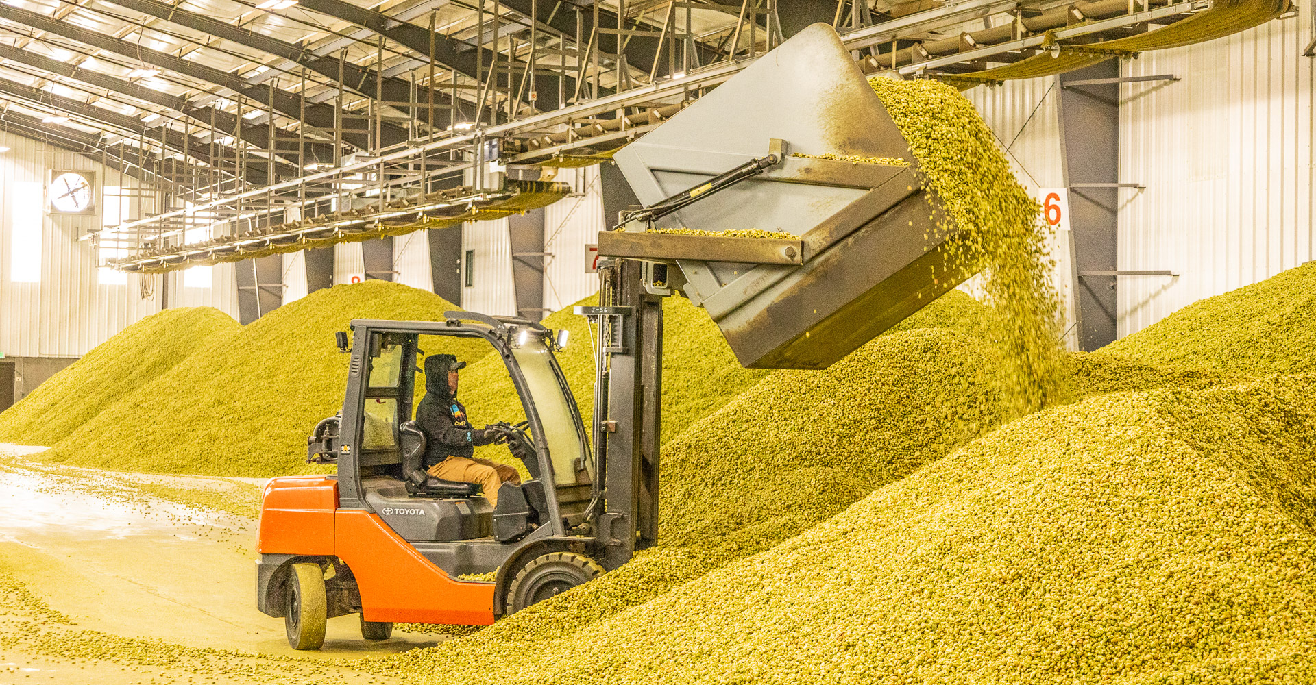 Podcast Episode 314: Pinthouse, Cloudburst, and Single Hill Join for a Fresh-Hop Brewing Roundtable