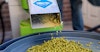 Video Tip: How a Fresh-Hopped Beer Comes Together at Single Hill Image