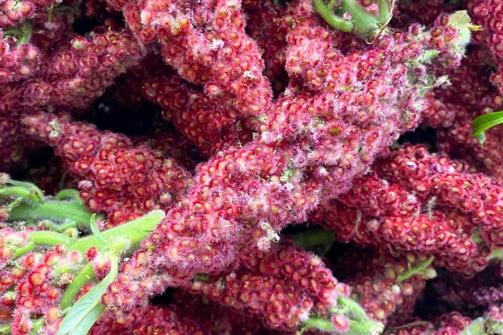 Recipe Wunderkammer Sumac Wheat Craft Beer & Brewing