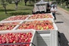 The Case for Cider  Image