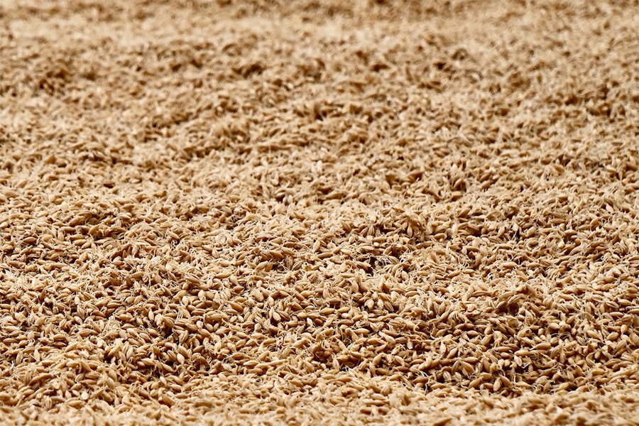 From Barleycorn to Beer: The Maltster’s Magic Trick Image