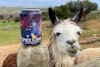 Recipe: Afro Caribbean Space Llama Hazy Double IPA Image