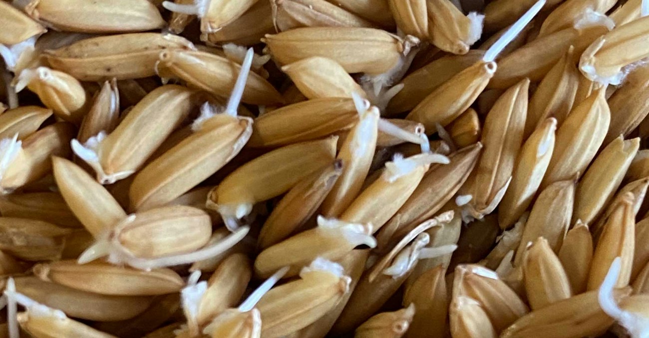 Malekized Rice Malted Rice Is on the Rise | Craft Beer & Brewing