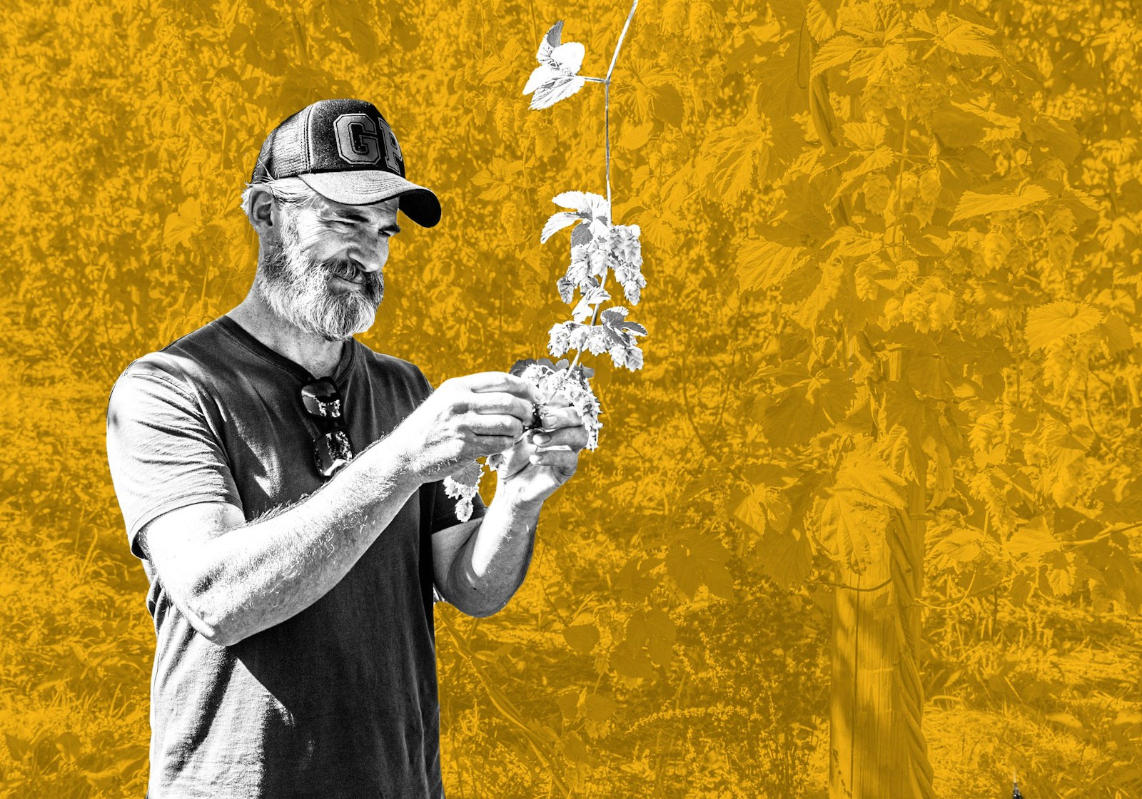 Podcast Episode 405: Pete Gillespie of Garage Project and Hāpi Research Is Fighting the Forces of Homogenization Primary Image