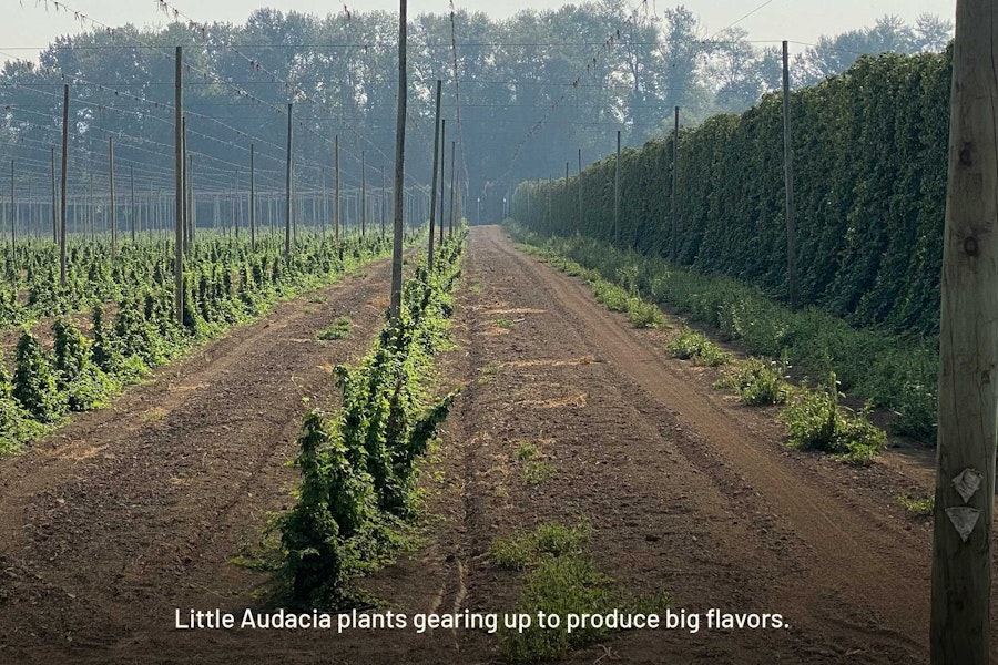 Low-Alpha Hops Are Primed to Light up Your IPA Image