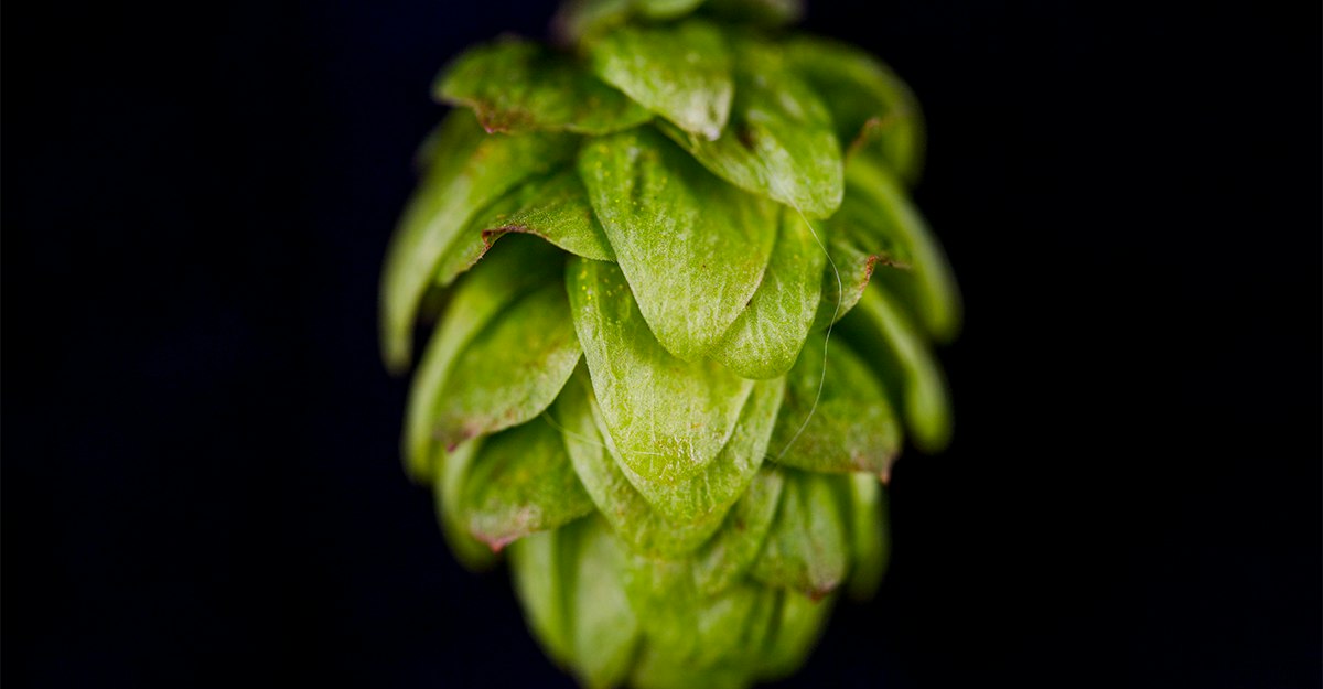 Hops for the Future: What Does It Mean When a Hop Farm Gives Up on ...