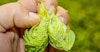 Hop Maturity: The Impact of When They Pick  Image