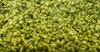 Hops Insider: Promising Harvest Despite Fires & Climate Fears Image