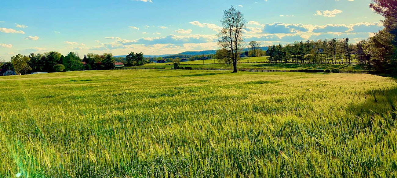 Wheatland-Spring-Farm-3