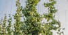 Navigating the Hops Market Image
