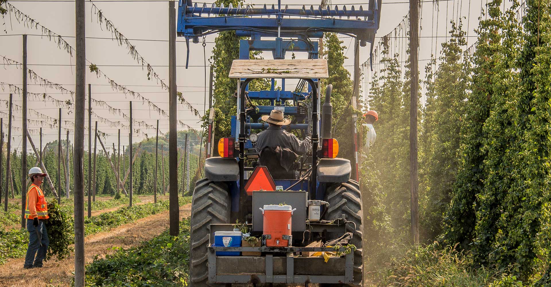 Raw Materials: Hop Producers Cope with Crisis | Brewing Industry Guide