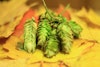 Did Fresh-Hop Season Just Get Longer? Image