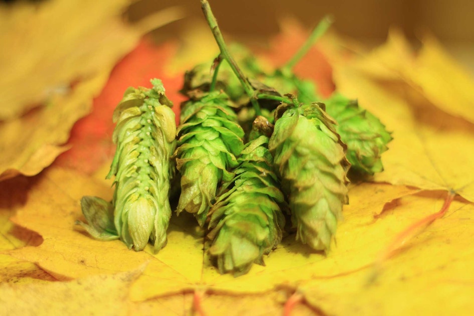 Did FreshHop Season Just Get Longer? Brewing Industry Guide