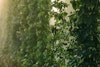 Smoke Taint: Not Just for Grapes Anymore Image
