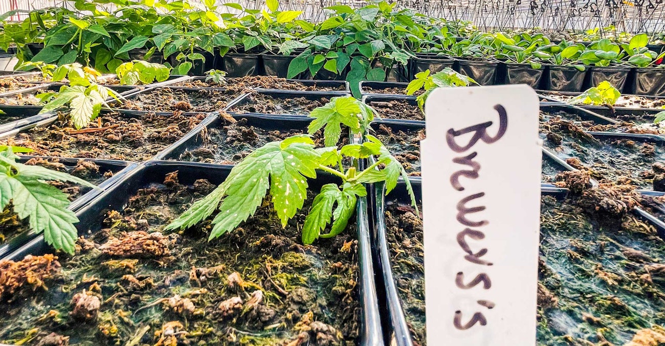when-to-switch-hop-varieties-2