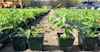 Tricks of the Trellis: When to Switch Hop Varieties Image