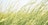 Malt Insider:  The Promise and Possibility of Sustainable Grains Image